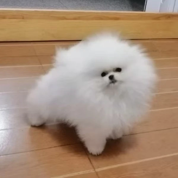 【鑫美家】精品博美比熊