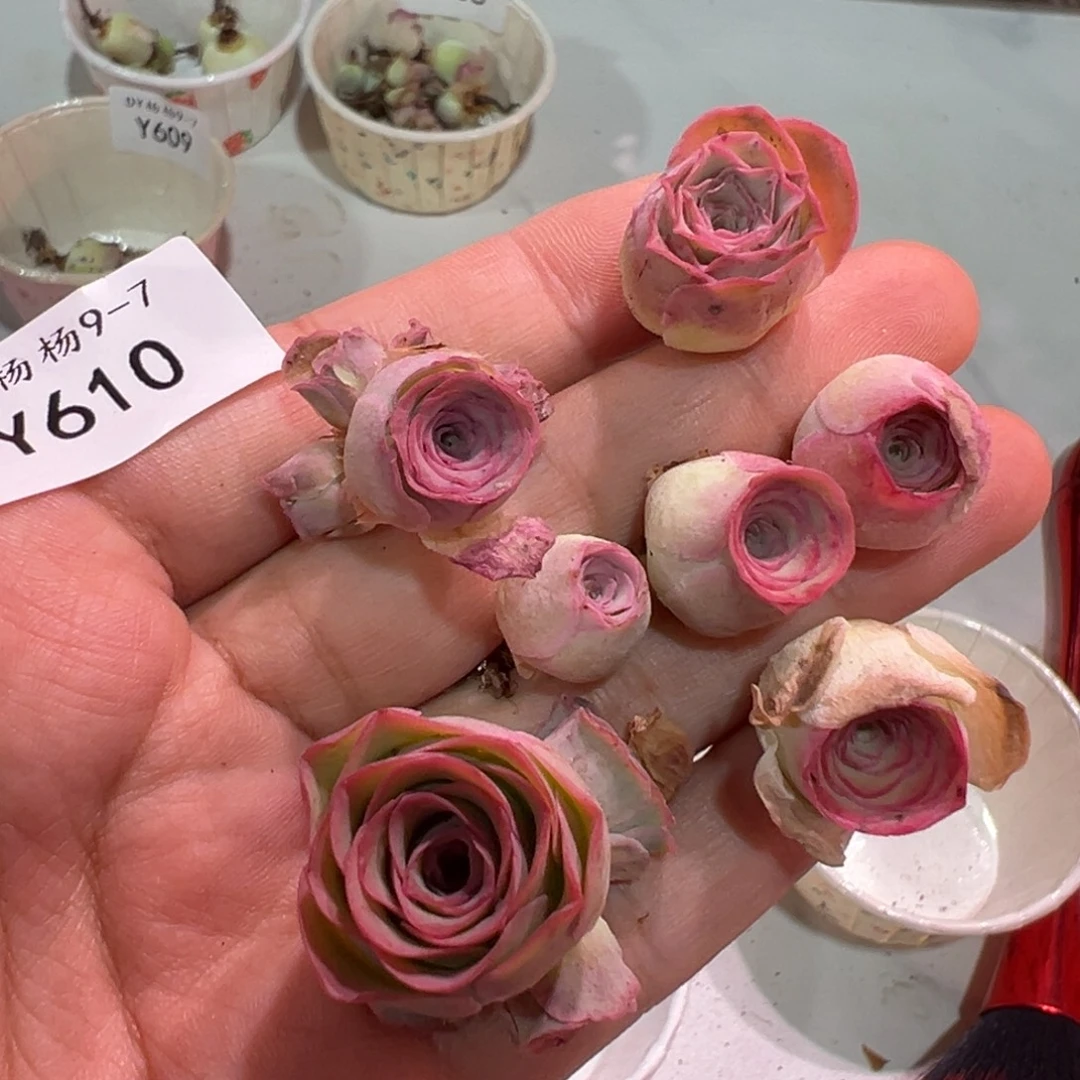 ᰔ****杨610 绝色一号7颗