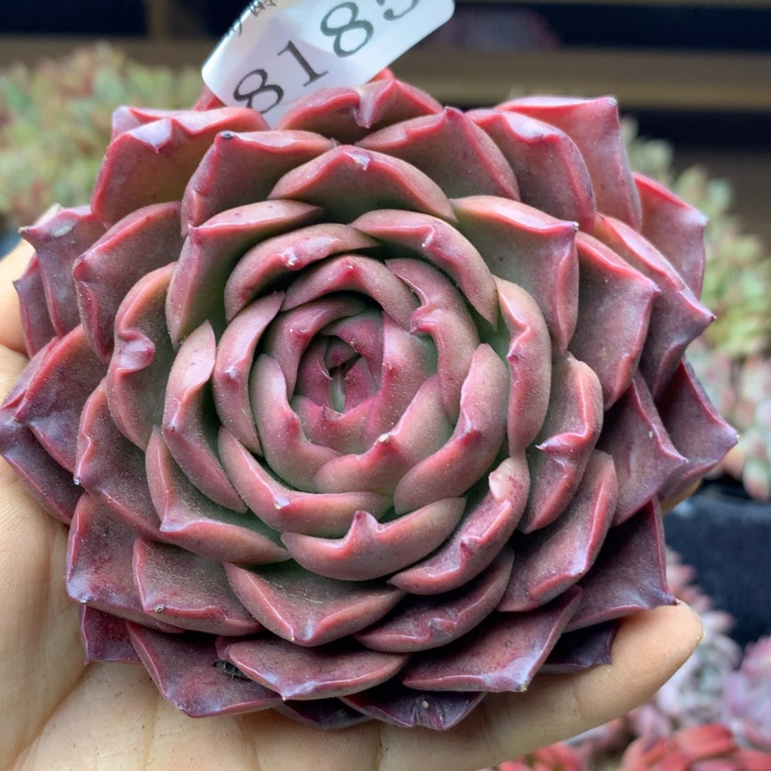 8185杂交多肉植物