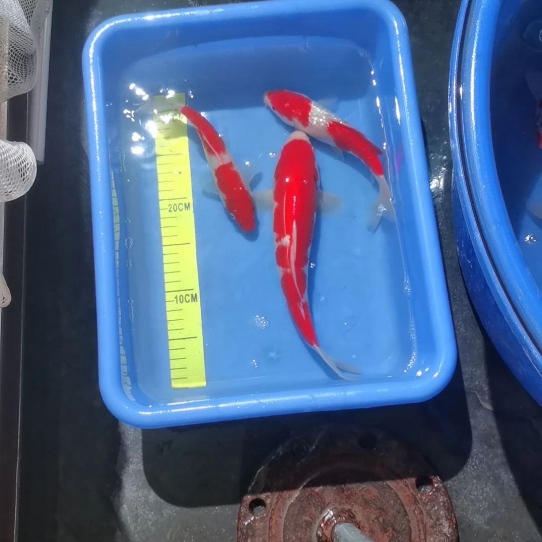 锦鲤红白锦鲤一盆
