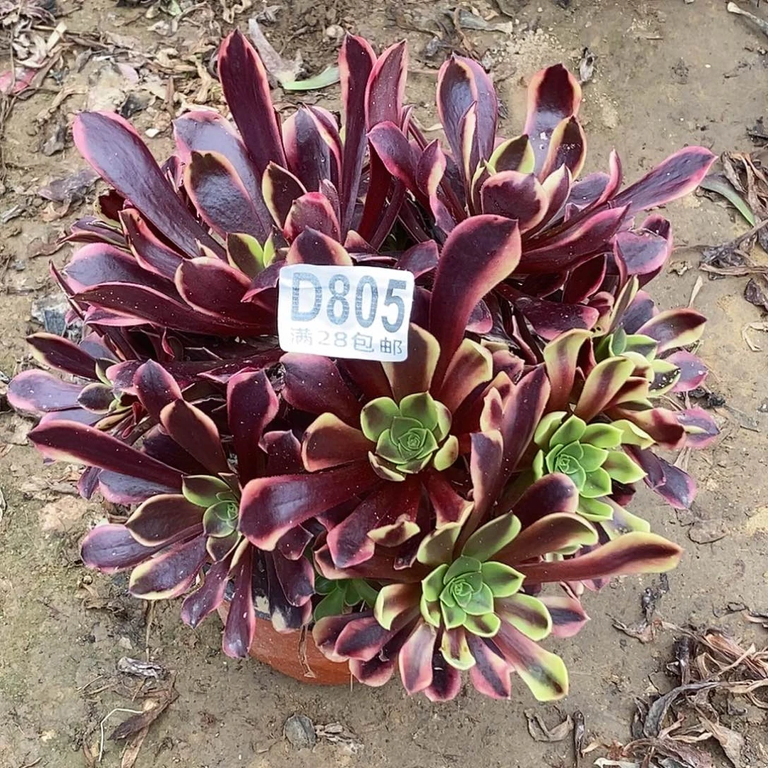 805 欧佳丽多肉植物无售后