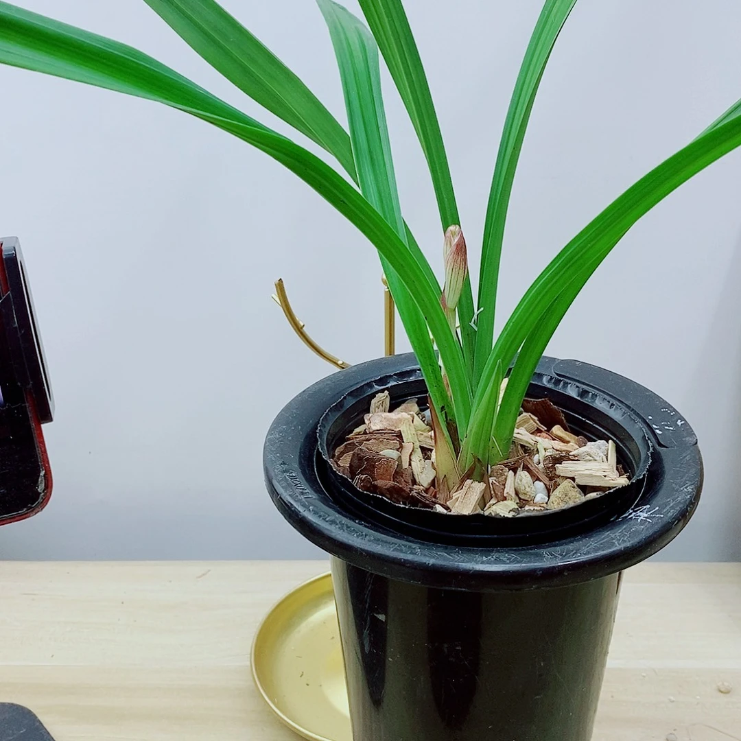 当前无花栽培后可以开花星