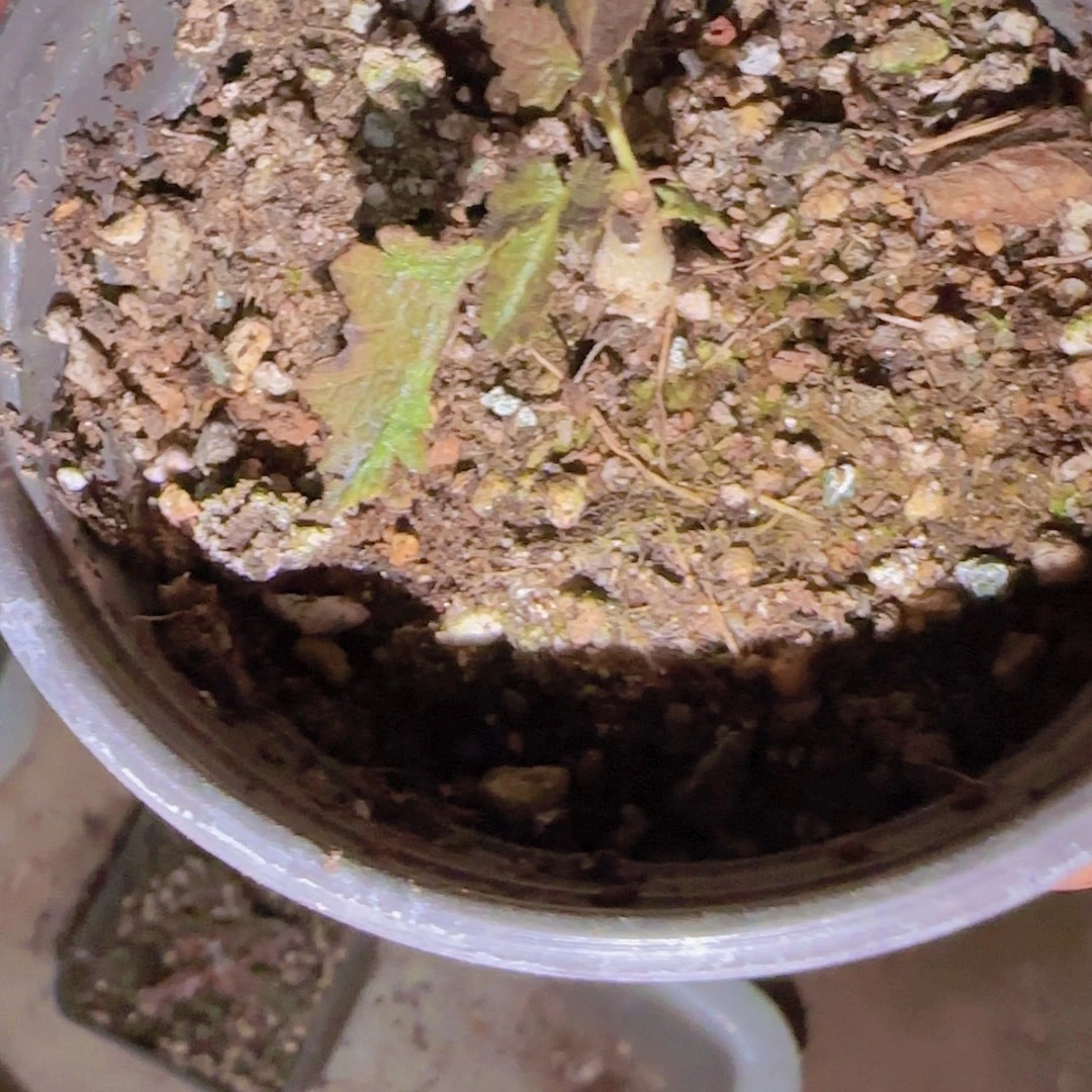 琳***。块根植物块根植物