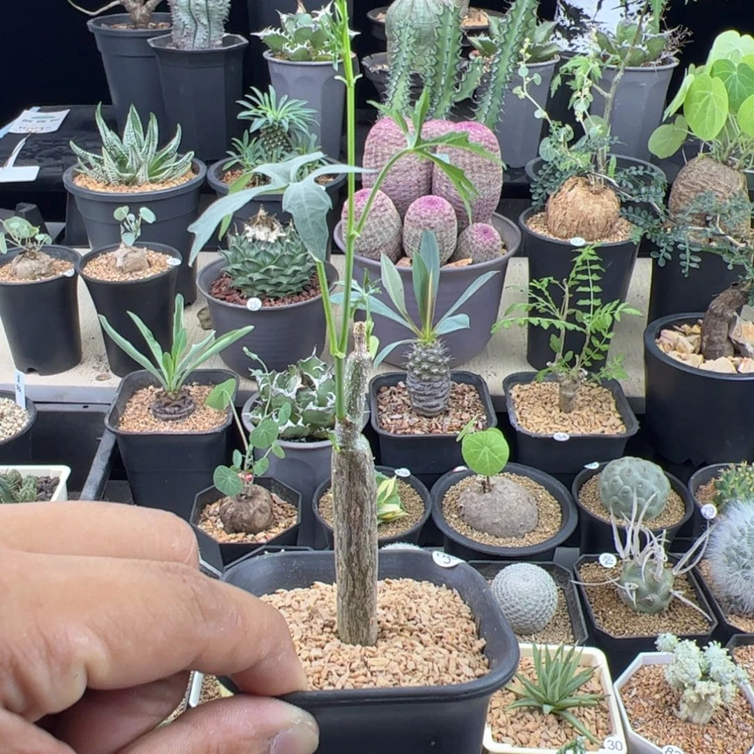 枫叶苦瓜一物一拍带盆发