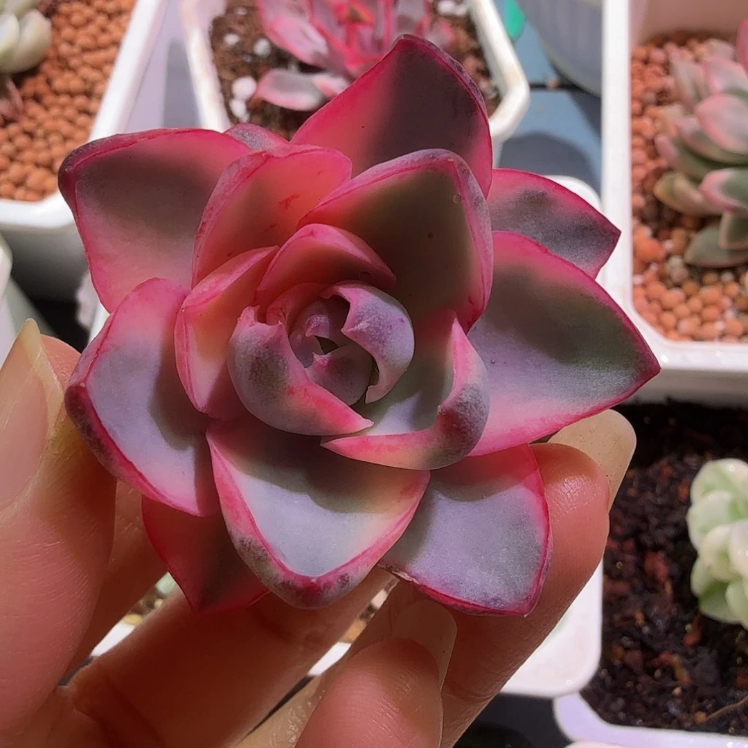 赫拉锦，头盖无根锦
