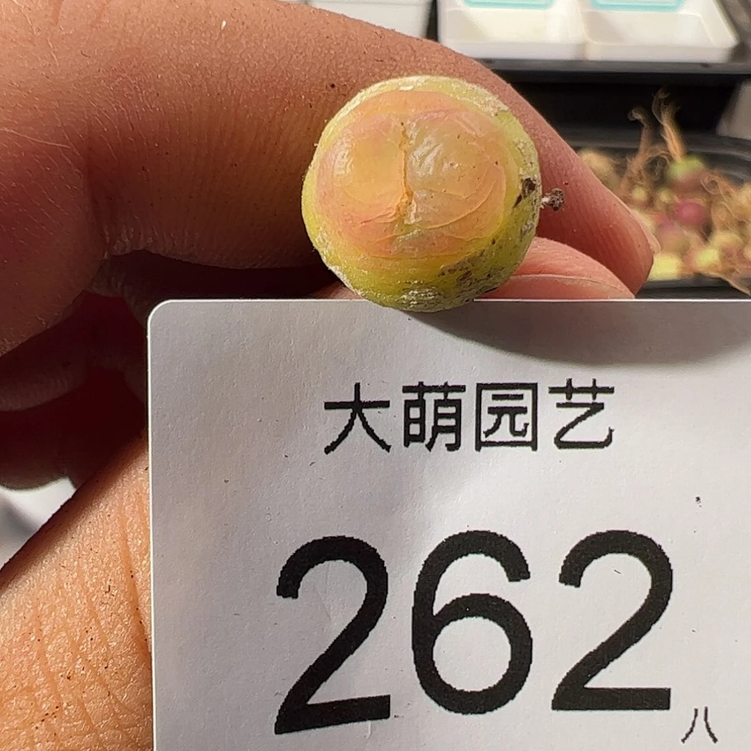 0000262 一物一拍……