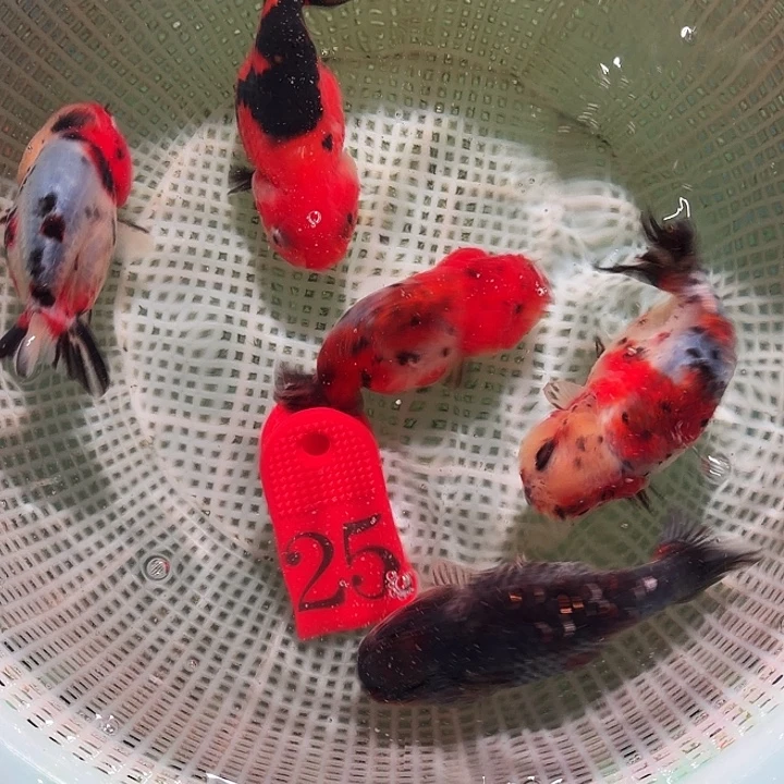 金鱼25号尺寸7-10区间