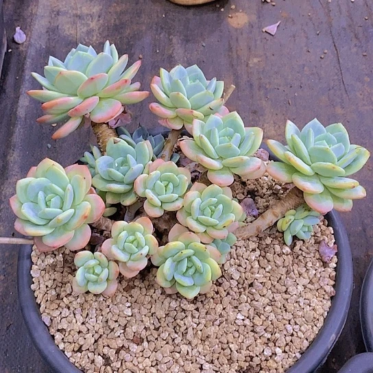 川***息柚子茶多肉植物大群