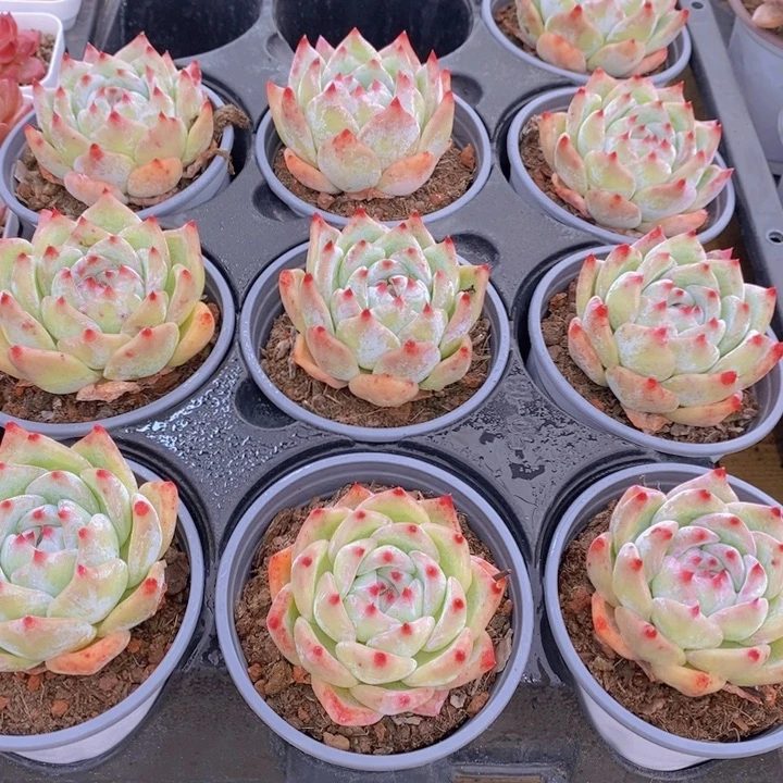 862号 白拉糖单头一个