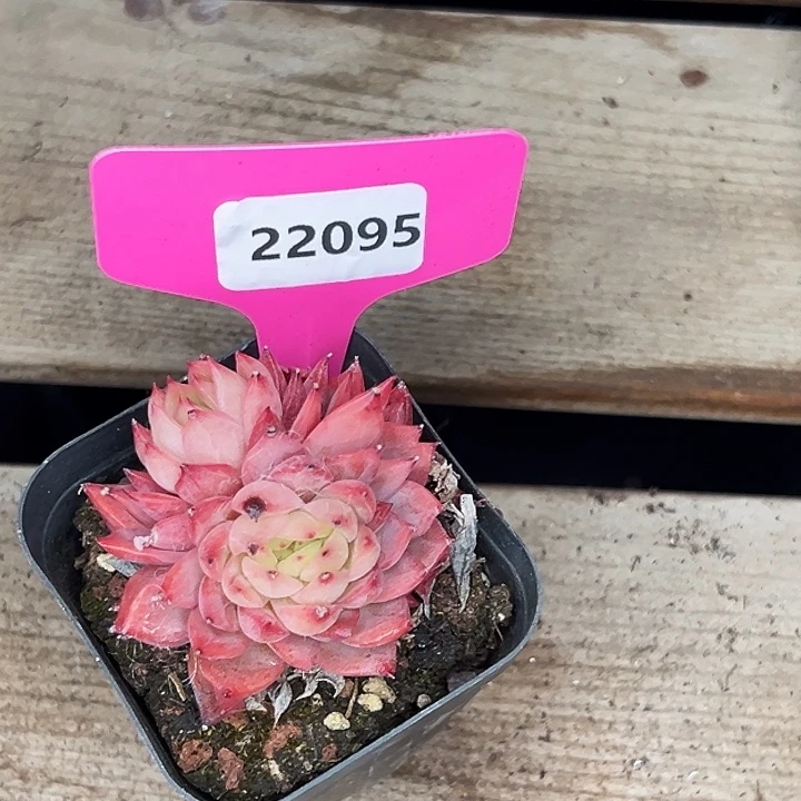 Z***e糖心。  22095号。