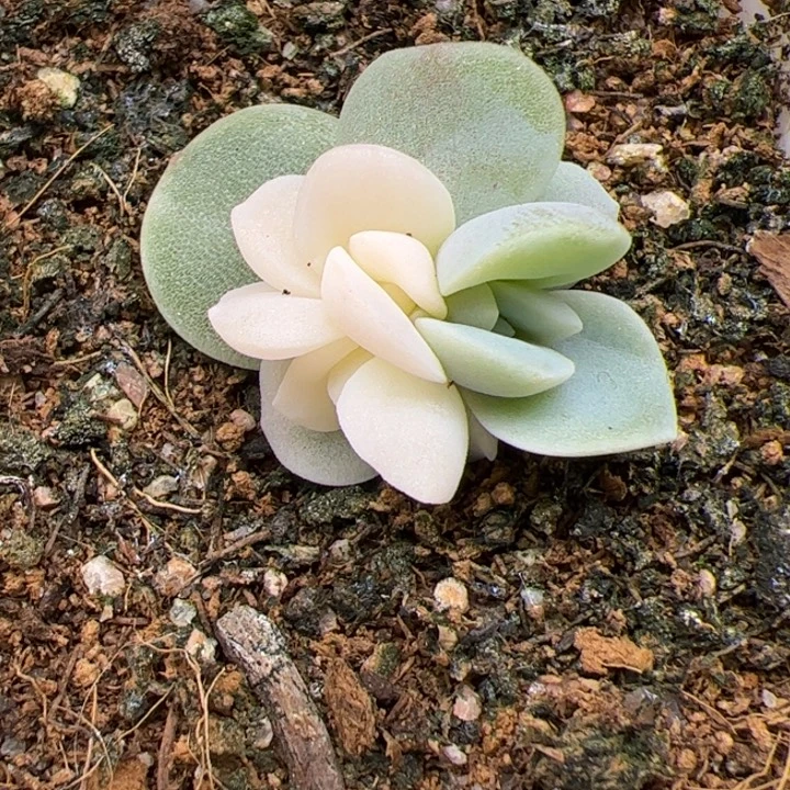 冰玉锦，一物一拍，尺寸不大