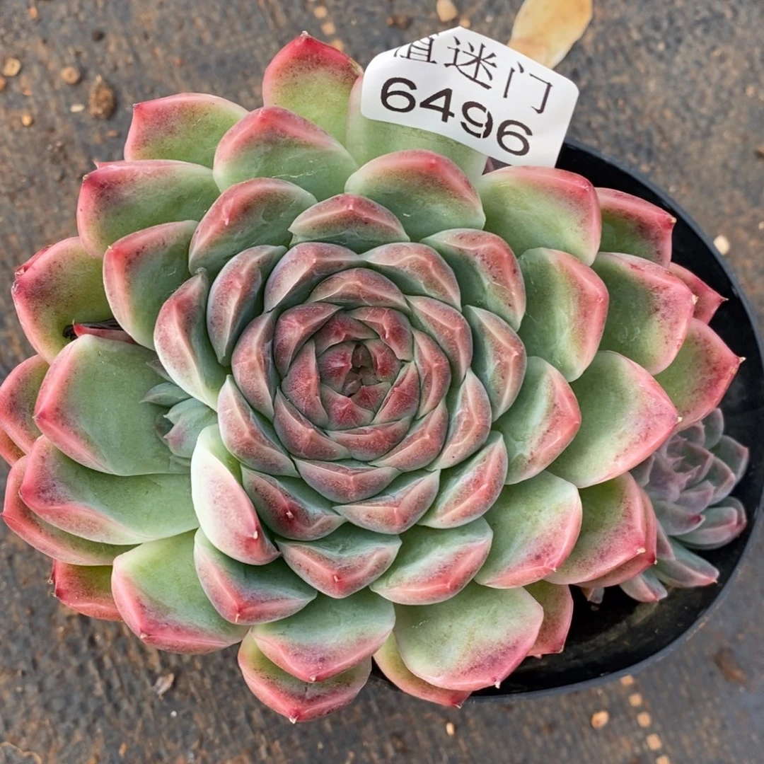 红***语杂交精品多肉6496~12厘米