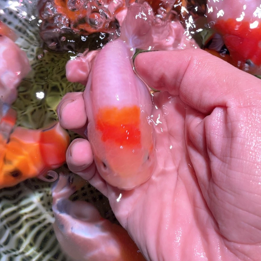 金鱼晨*-兰寿金鱼活体链接到付
