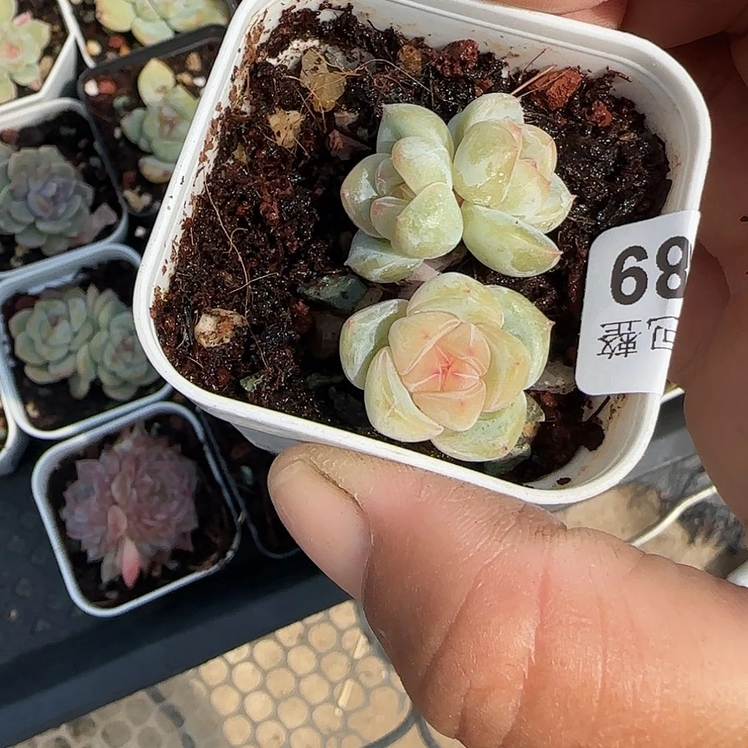 小卡拉米糖心一物一拍29-89