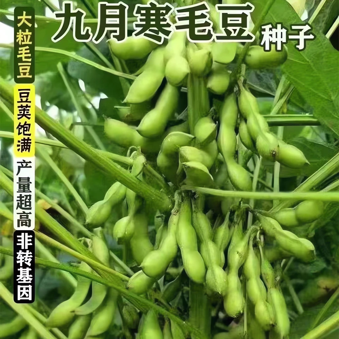 大粒九月鲜又名九月寒晚熟毛豆种子高产鲜食重阳豆菜用毛豆蔬菜种