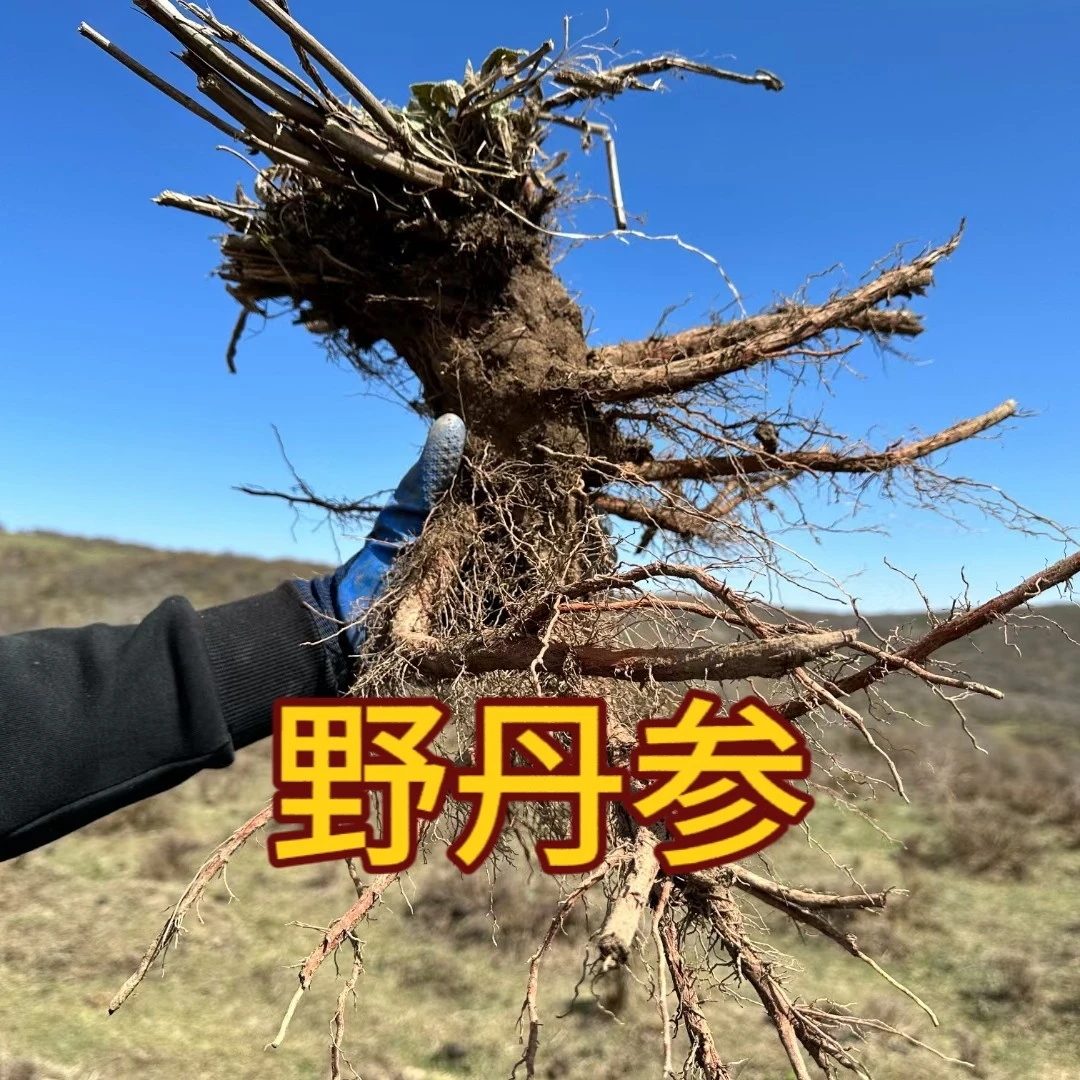 西藏野丹参三通汤原料海拔3000米以上生长西藏特产