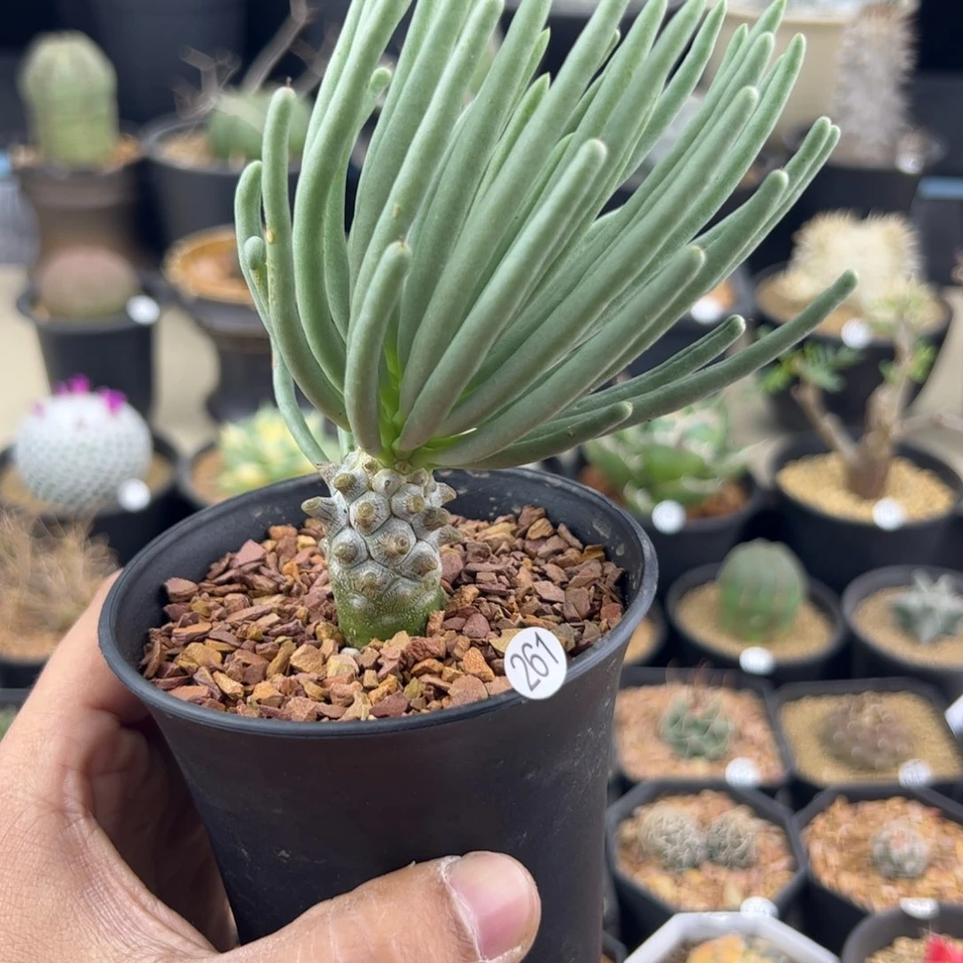 钟馗奇峰锦一物一拍261