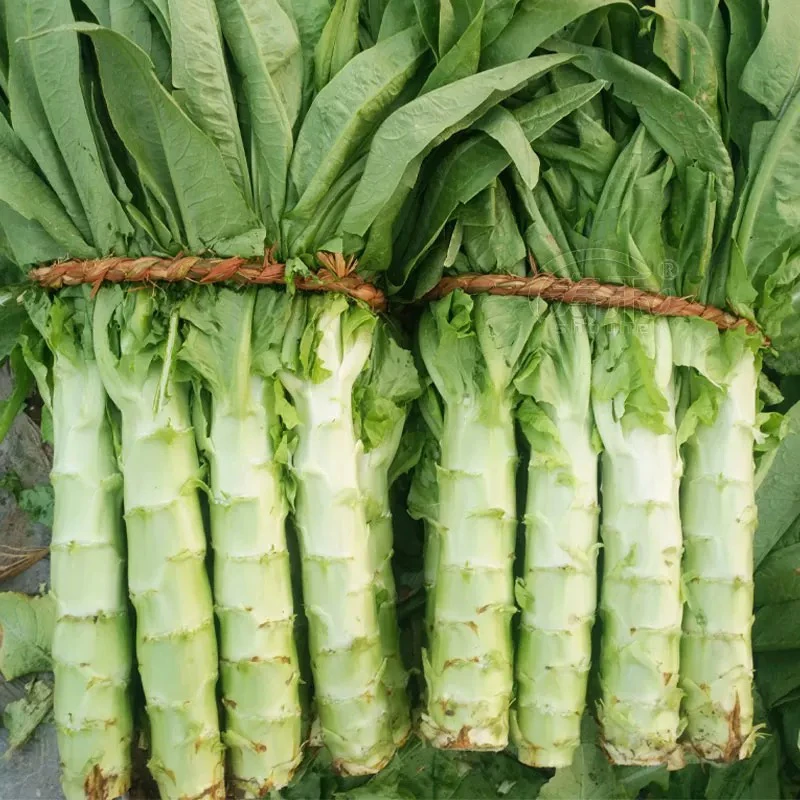 《罐哥家庭农场》天津本地莴笋拍 5发7斤（±2两）绿色蔬菜