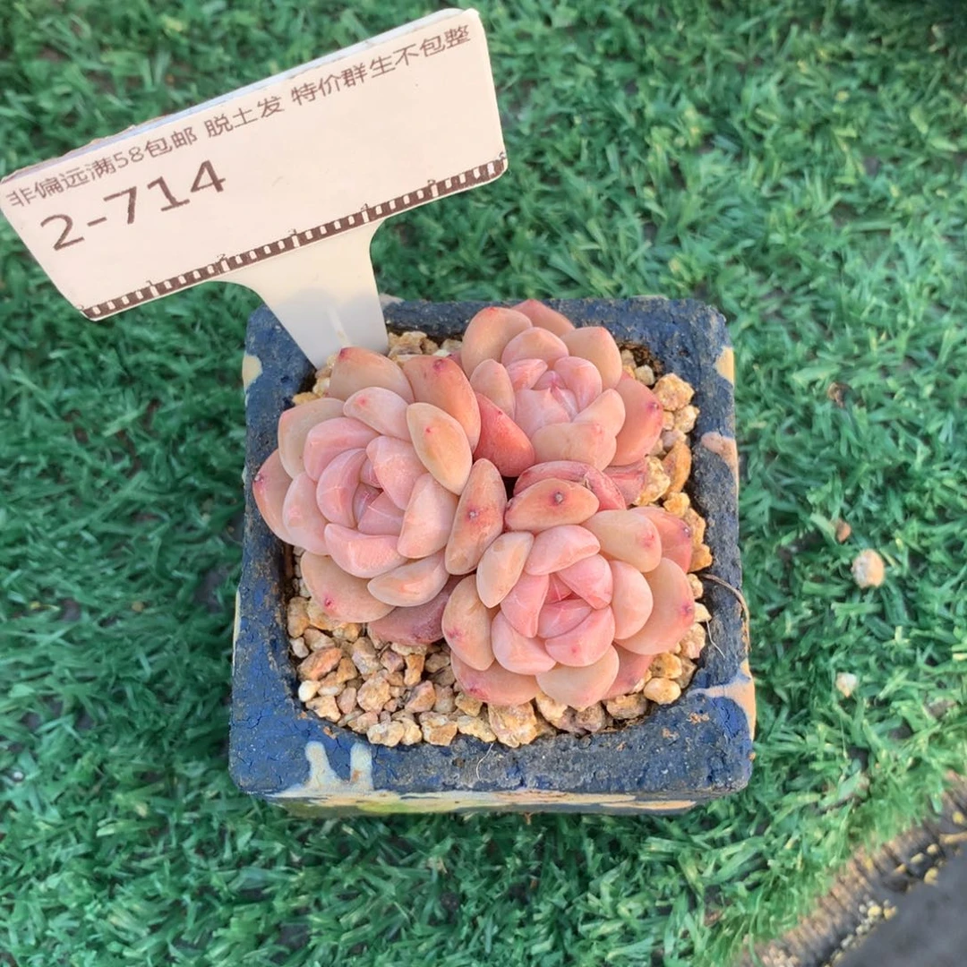 厚梦老桩自然群多肉58包邮