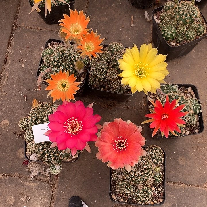 793 实生丽花7厘米盆