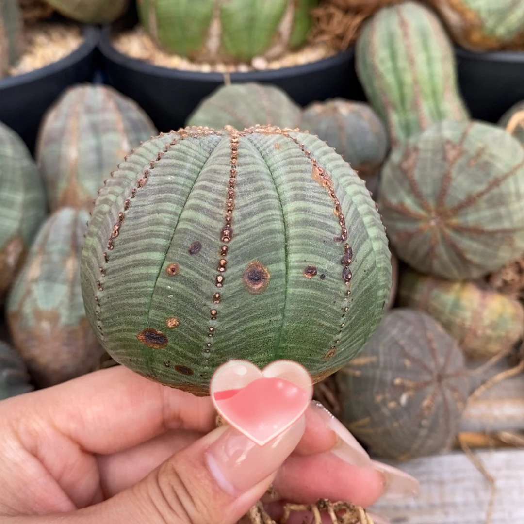 19欧系实生布纹球一物一拍