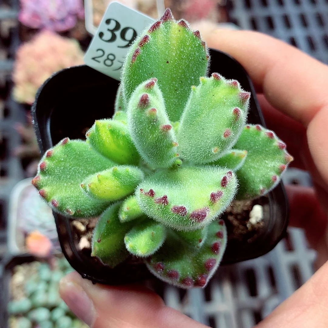 5厘米盆精控多肉392