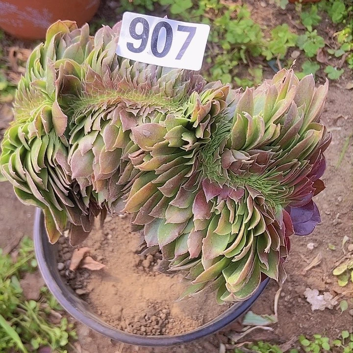 907万圣节缀化老板子法师