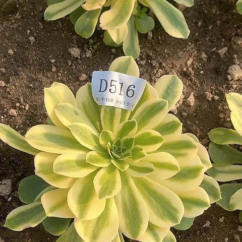 516辛尼亚多肉法师