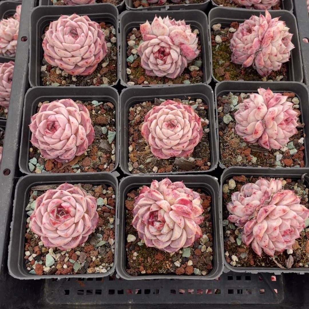 多肉植物十二个精品组013