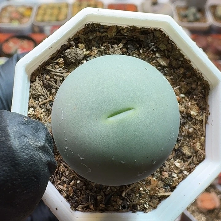 清*呀生石花1111111。  132