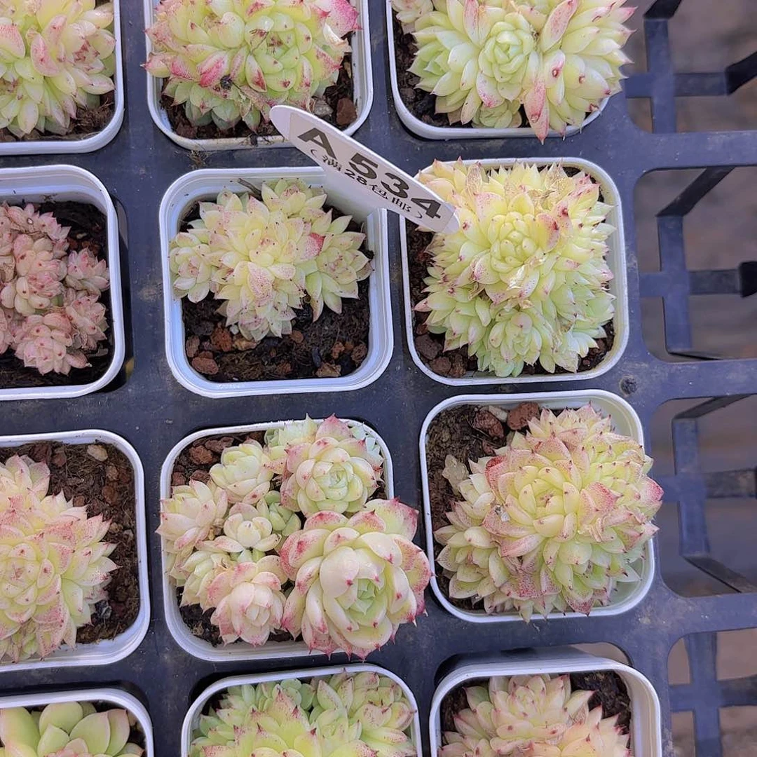 A534麦秆一物一拍