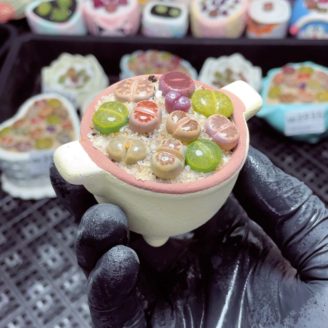 w3941--带盆土发货，零下地区拍保温箱