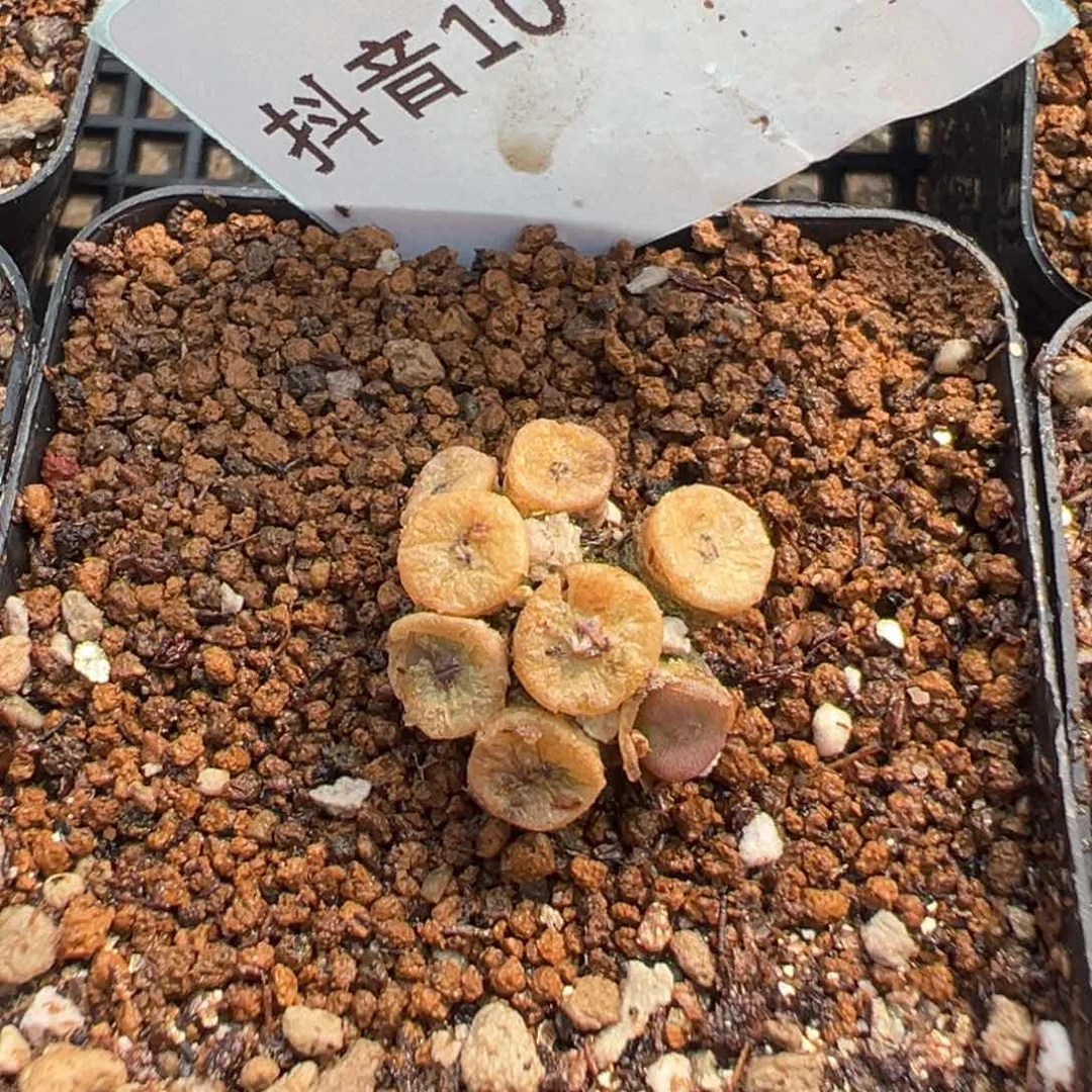 10-187ob纽扣多肉植物