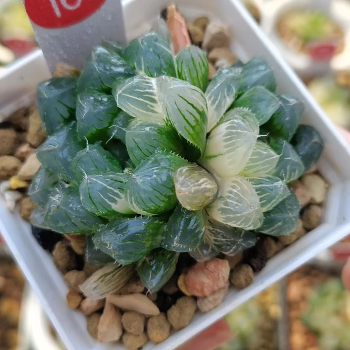 160号花翼玉露锦带1侧芽一物一拍带盆土发货