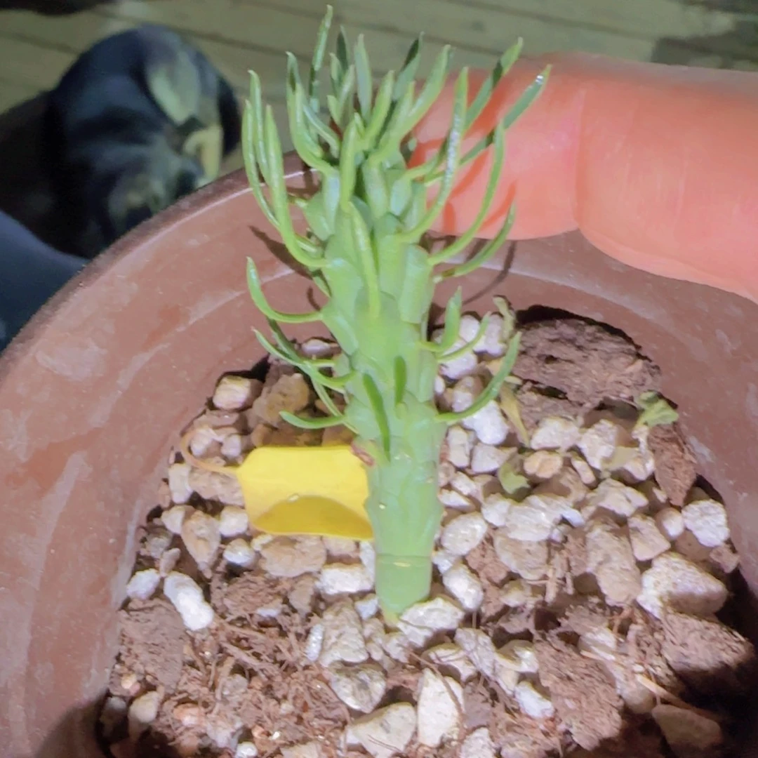 块根植物块根植物