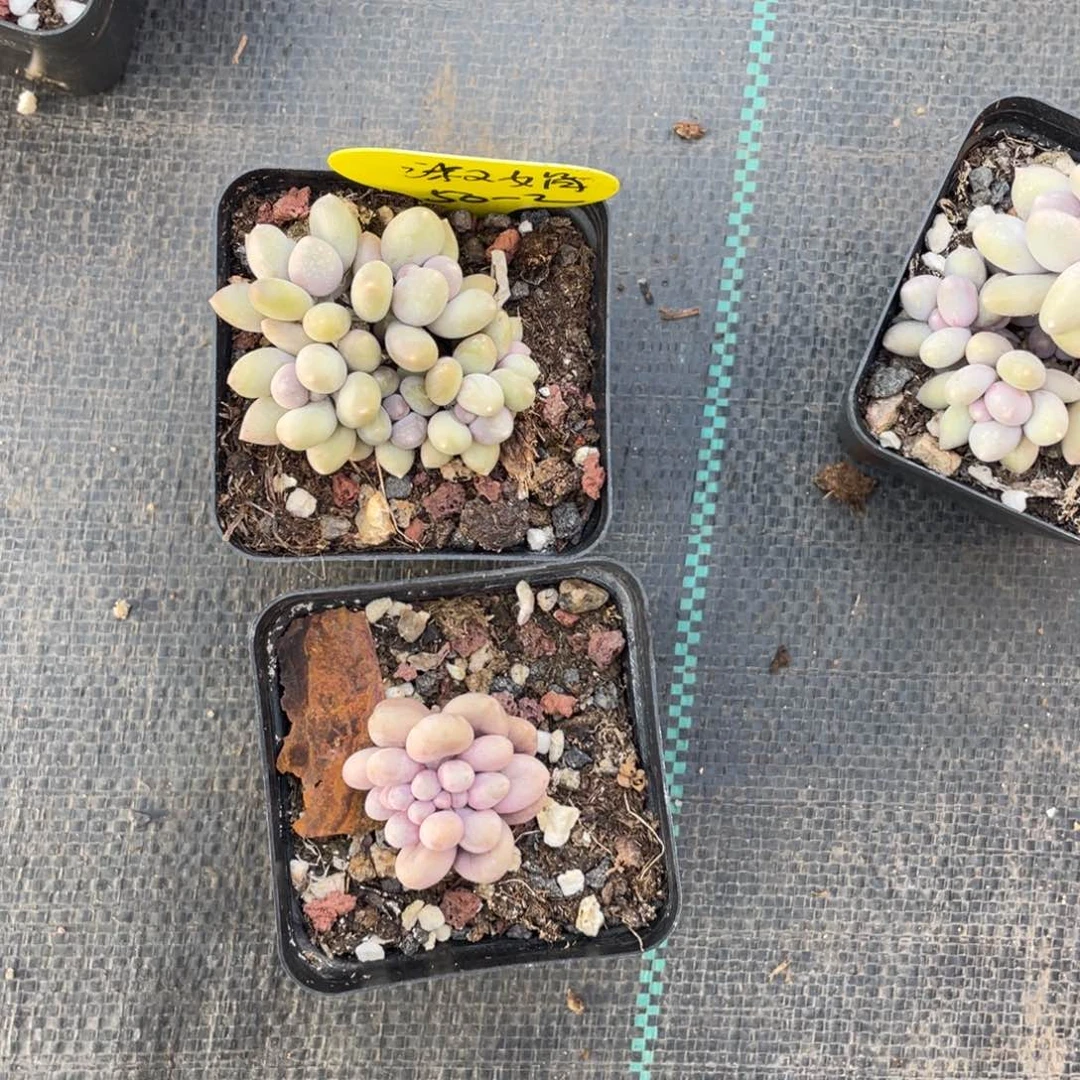 淑*奶酪两个一组五公分和三公分50