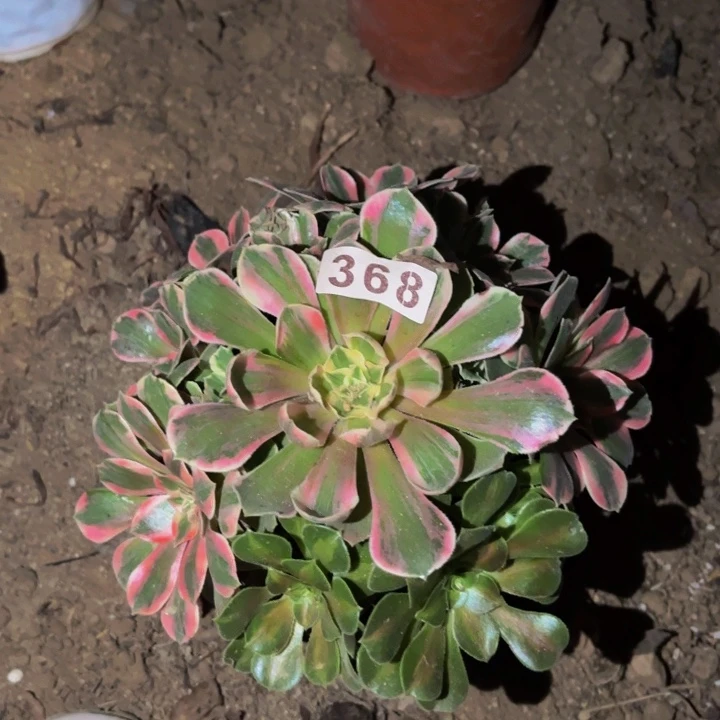 368女妖多肉植物不售后带