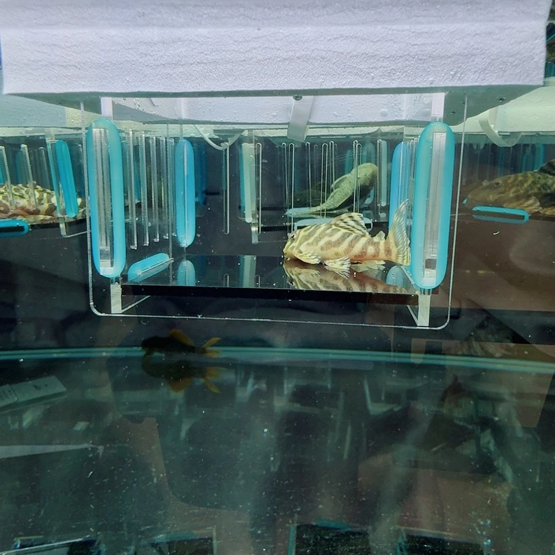 清道夫开箱录完整视频，入缸不包赔，333，6.7