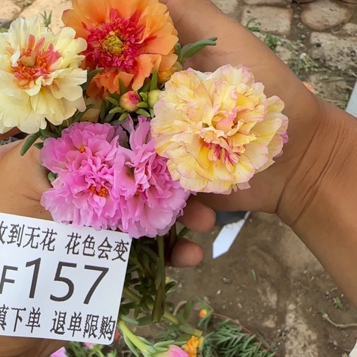 无花朵F157无根枝条4枝一组