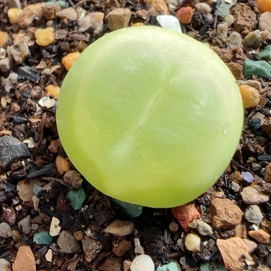 多肉植物39号拉登母本