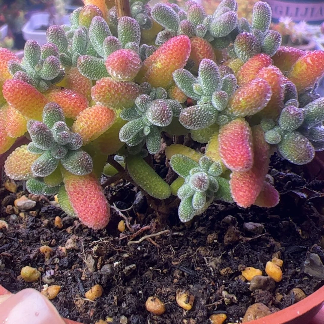开播福利多肉植物枝干冰晶