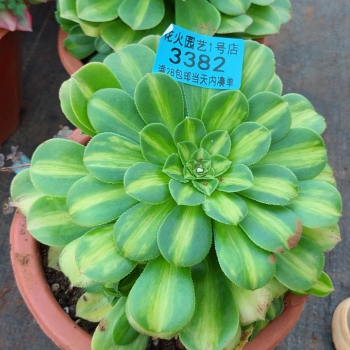 翡翠琉璃3382多肉植物