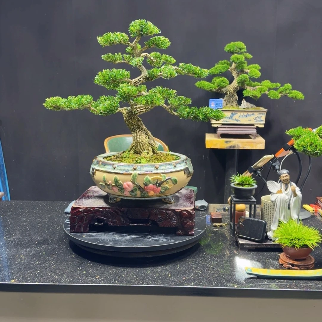 无花朵黄杨室内室外盆景艺术