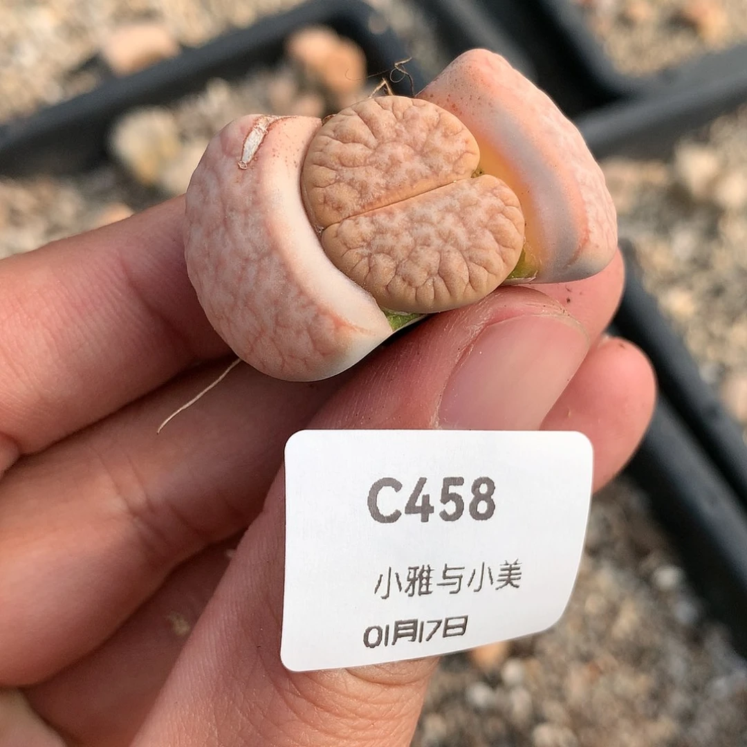 C458当天的多肉酱多肉