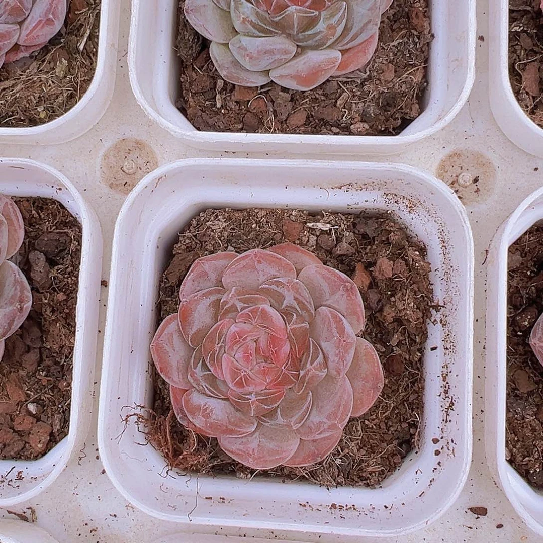 精品冰魄19包邮多肉植物