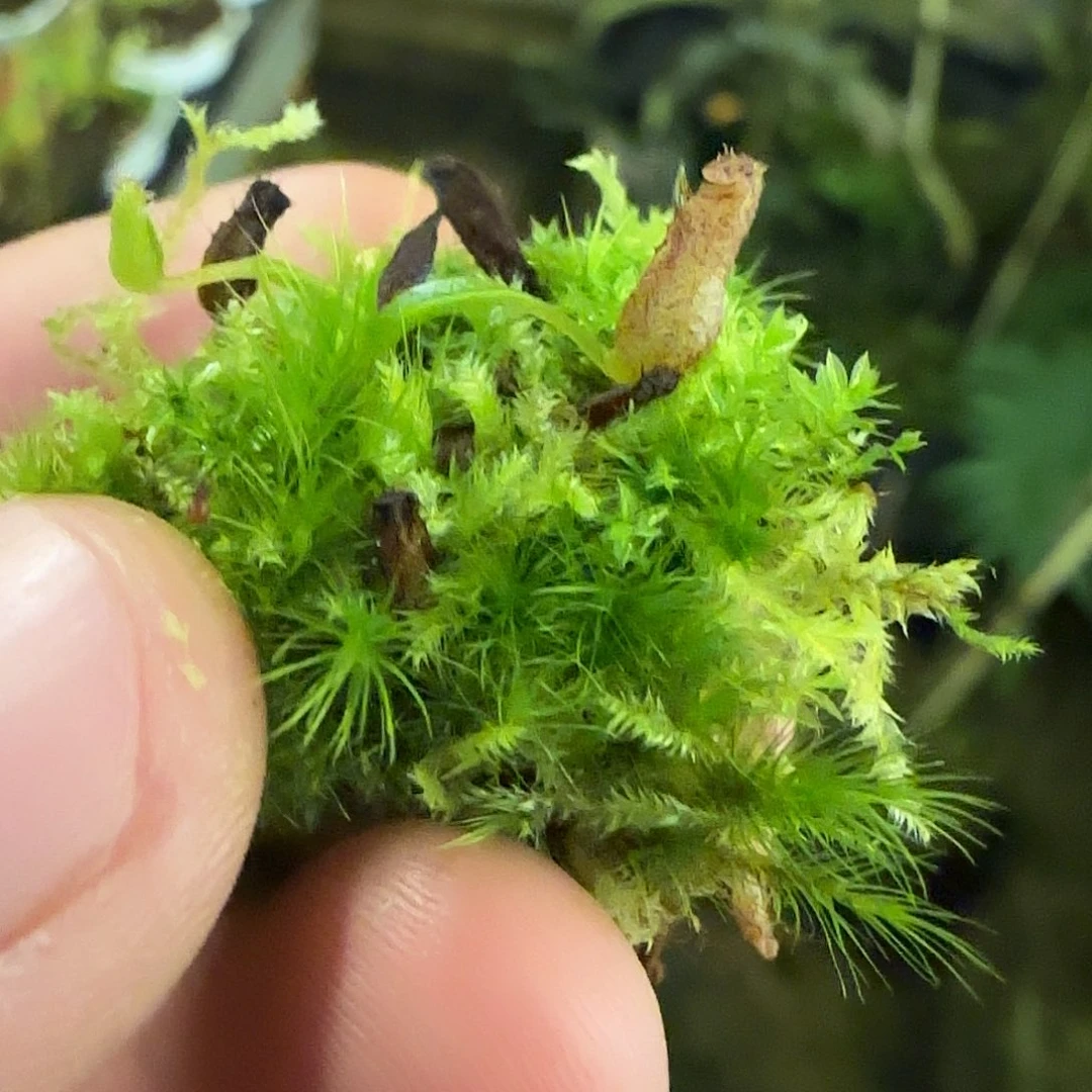 丨***丨无花朵专拍小舍鼻屎苗