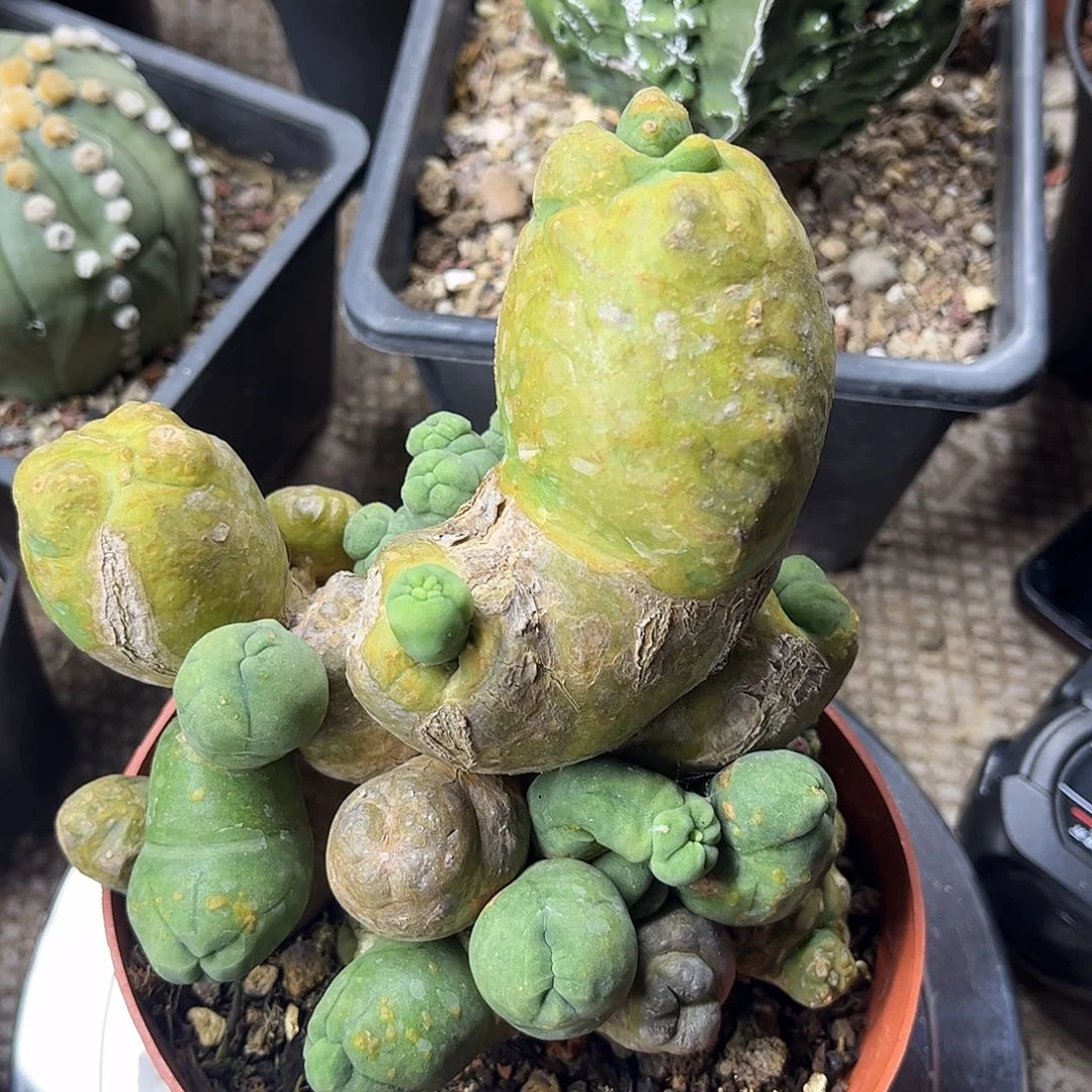 用***7无花朵短忙完实话一颗