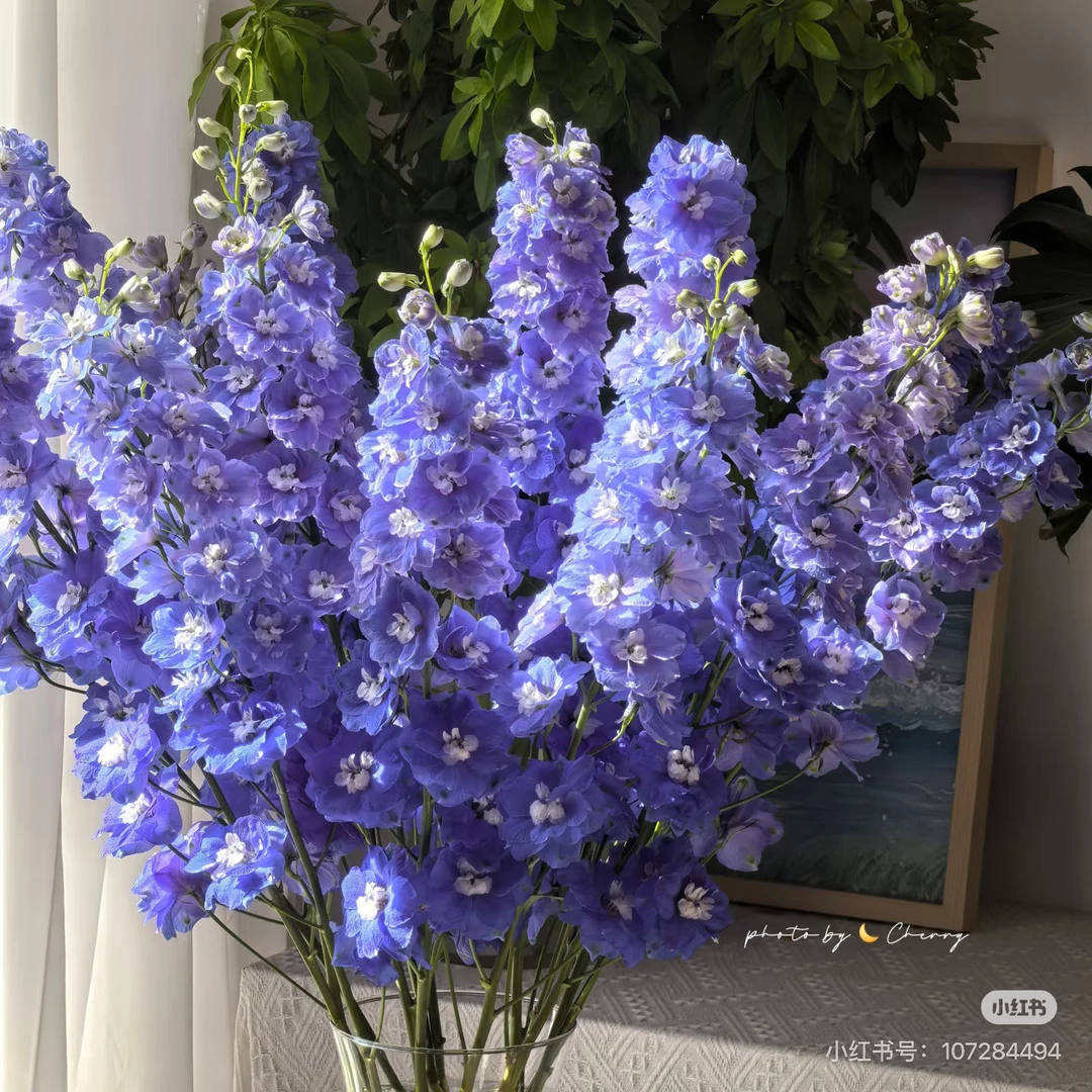 深蓝色大飞燕5支！任选三件顺丰空运包邮20%不售后