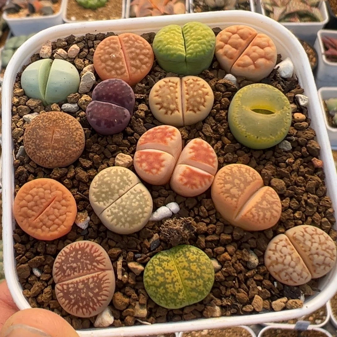 4002多肉植物百科植物