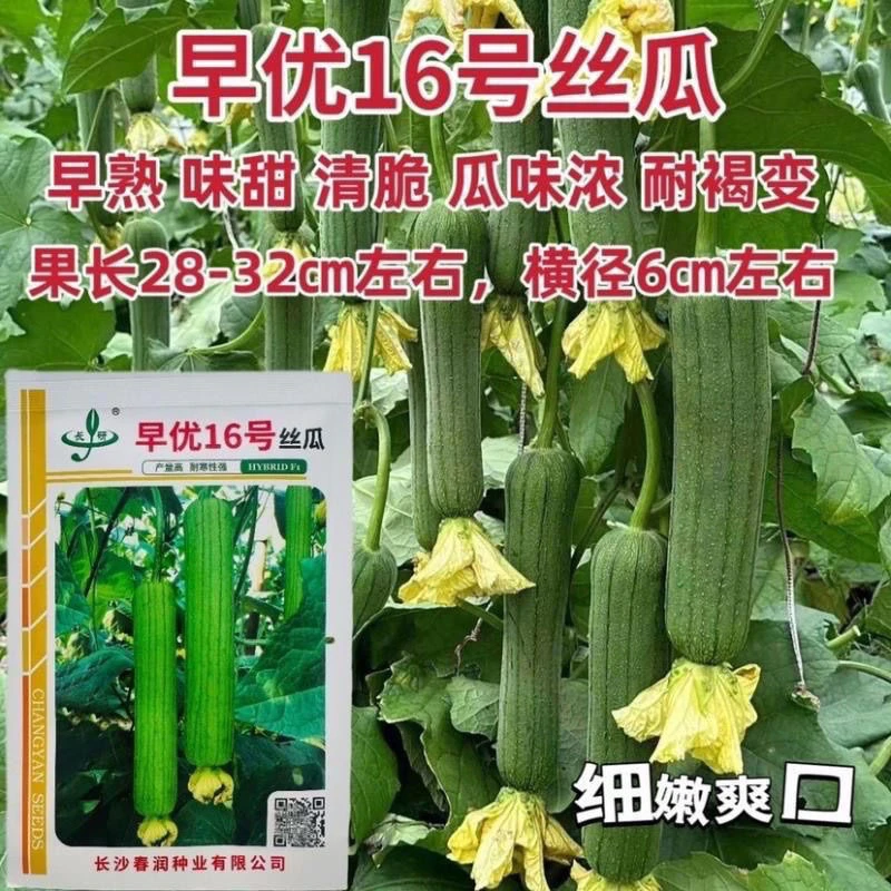 【正品】春润早优16号丝瓜种子瓜味浓味甜清脆中长棒形产量高10克